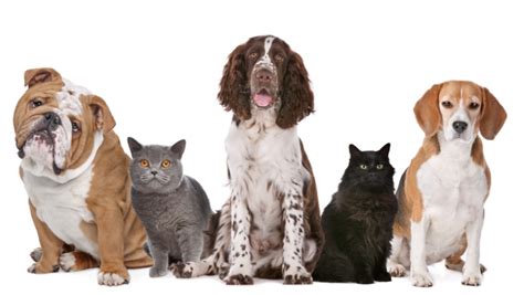 animal related fundraising ideas